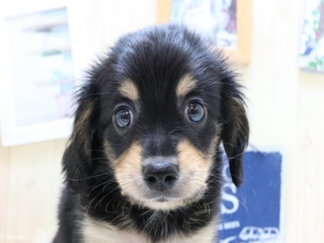 福岡県のハーフ犬 (ペッツワン福岡新宮店/2023年8月21日生まれ/男の子/ブラックタン)の子犬